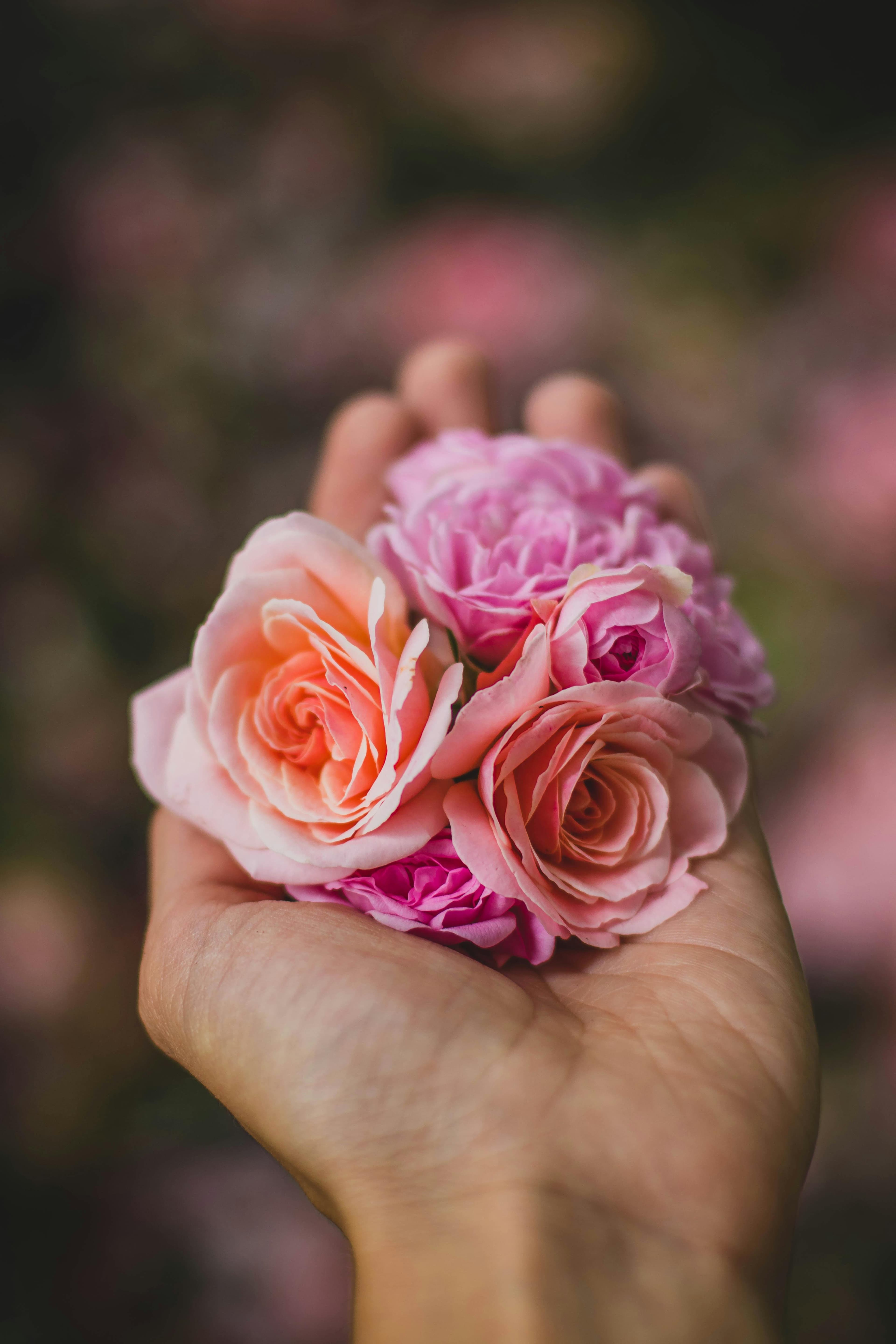 A hand cradling a gathering of soft pink and peach roses