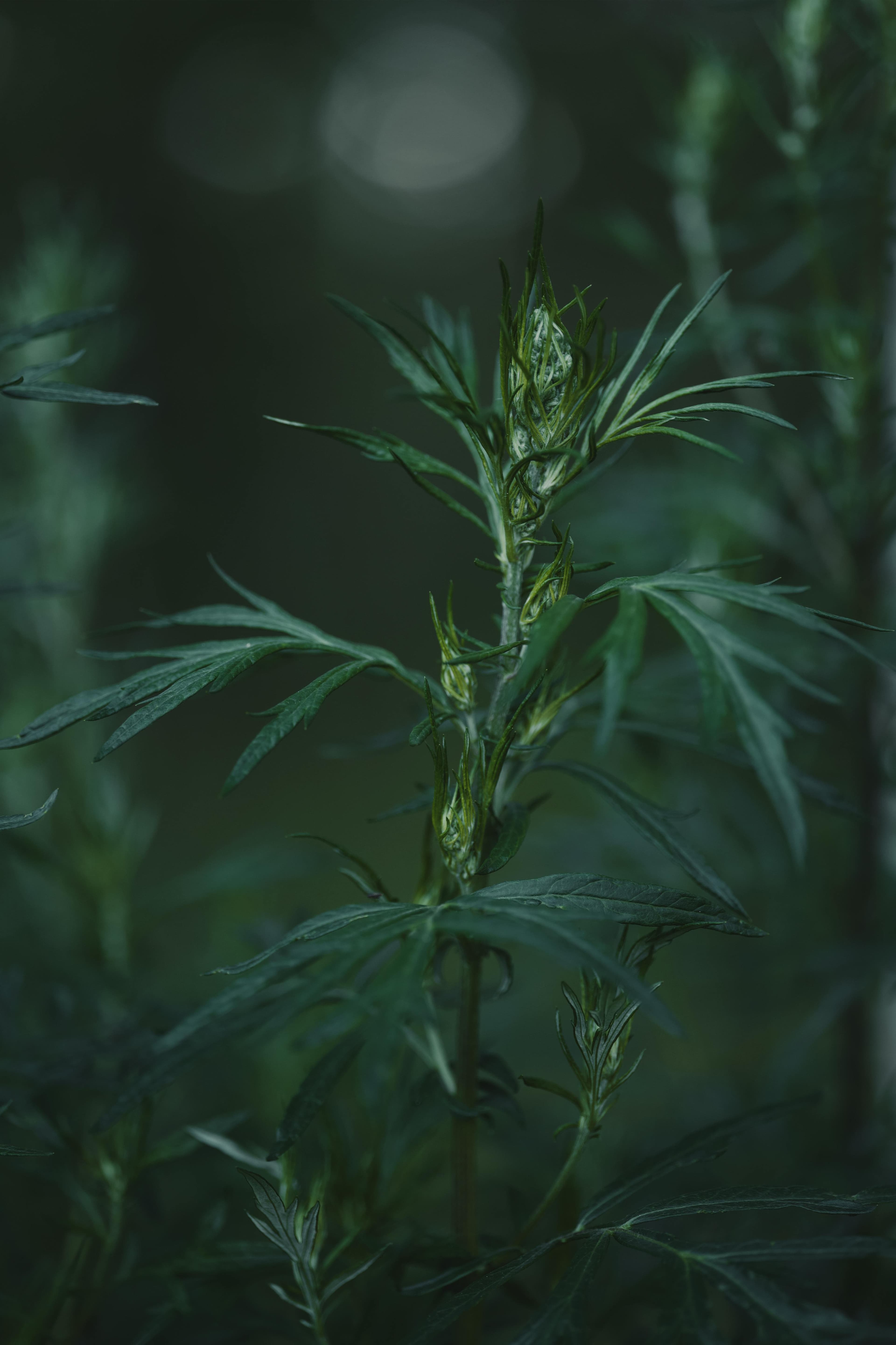 Mugwort growing in soft, moody natural light